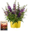 Bild von Ms P12 Angelonia Purple
